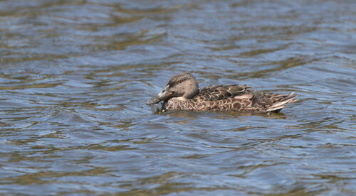 Australasian Shoveler (Spatula rhynchotis), photo 3