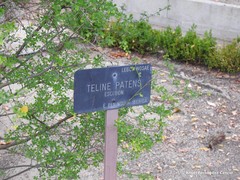 Genista patens
