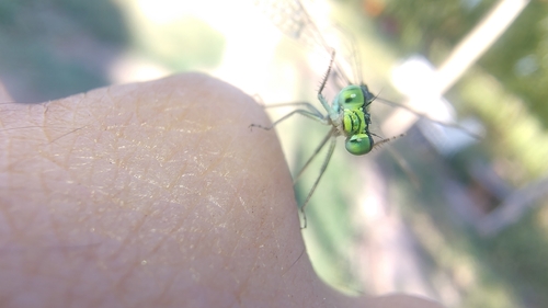 Ischnura fluviatilis