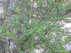 Genista patens
