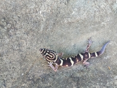 Coleonyx