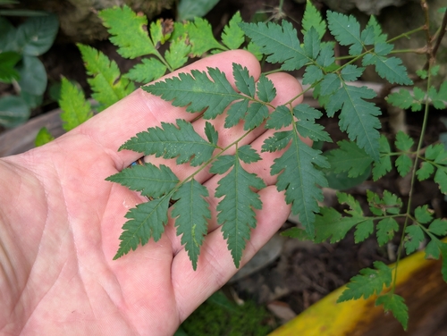 Koelreuteria elegans observed 2026-02-01
