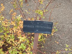 Spiraea fritschiana