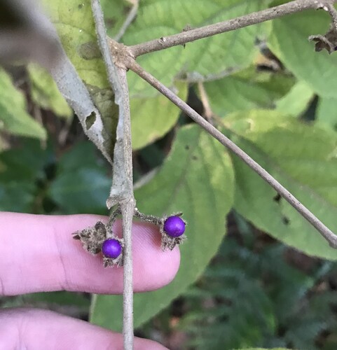Callicarpa mollis, photograph 4