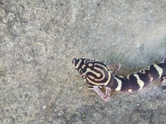 Coleonyx