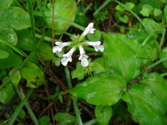 Stachydeae