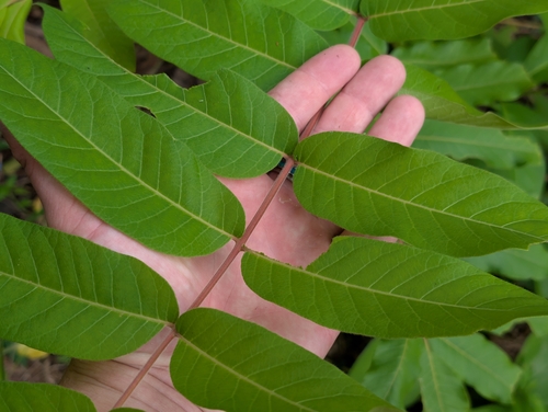 Sumac (Rhus taitensis)