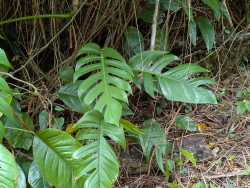 Epipremnum pinnatum observed 2026-02-01