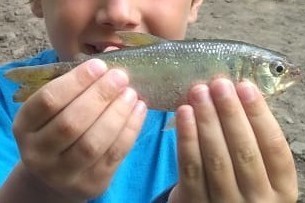 Bolivian Toothy