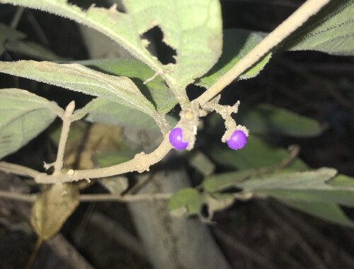 Japanese Beautyberry (Callicarpa mollis)