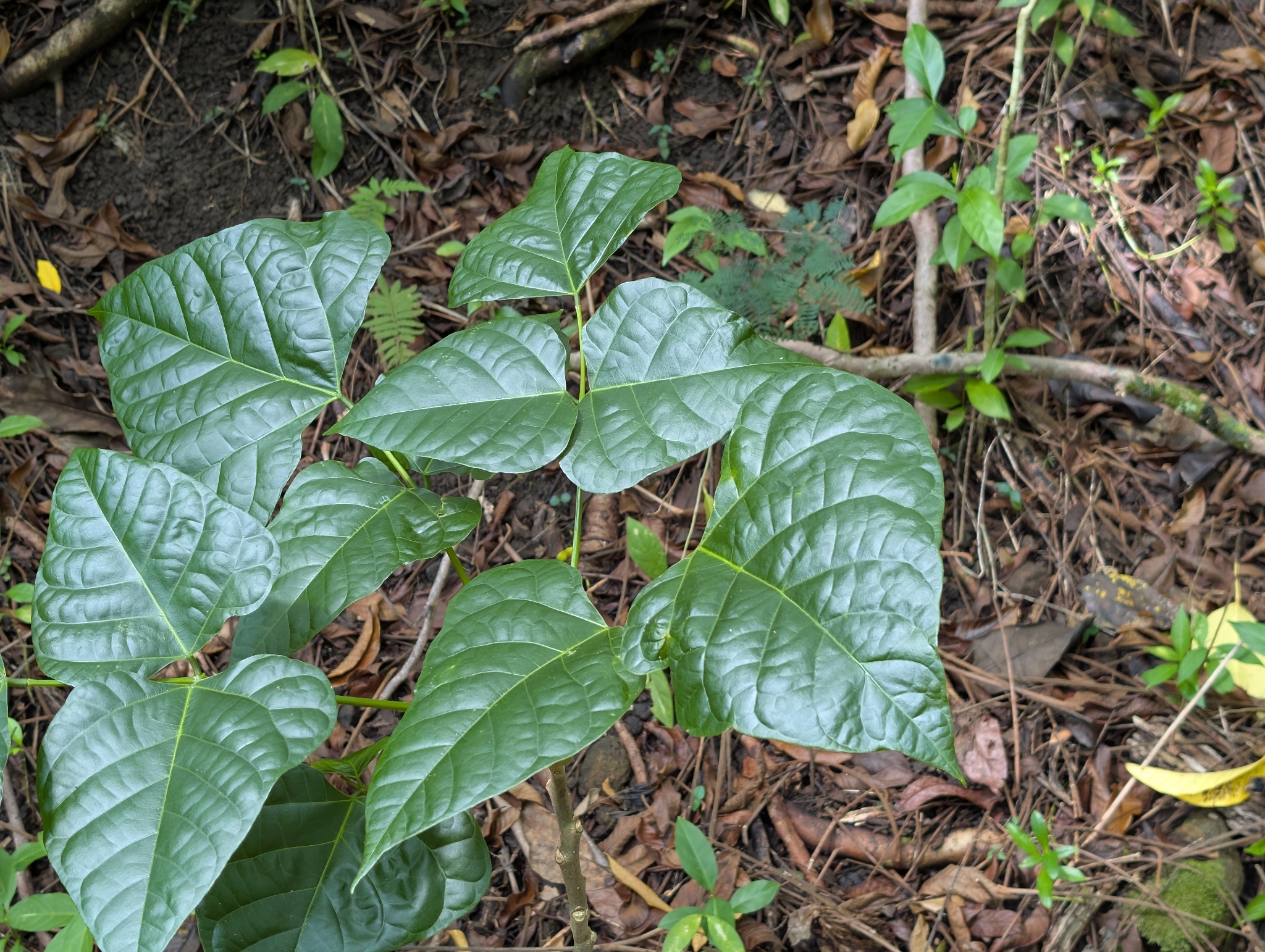 Foto de Erythrina poeppigiana (Walp.) O.F.Cook