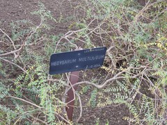 Corethrodendron multijugum