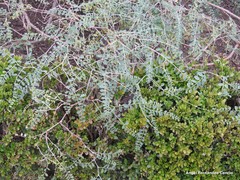 Corethrodendron multijugum