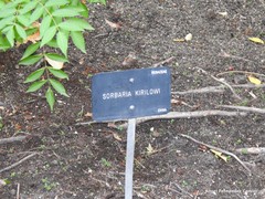 Sorbaria kirilowii