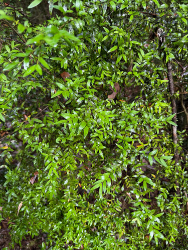 Myrceugenia parvifolia, photograph 6