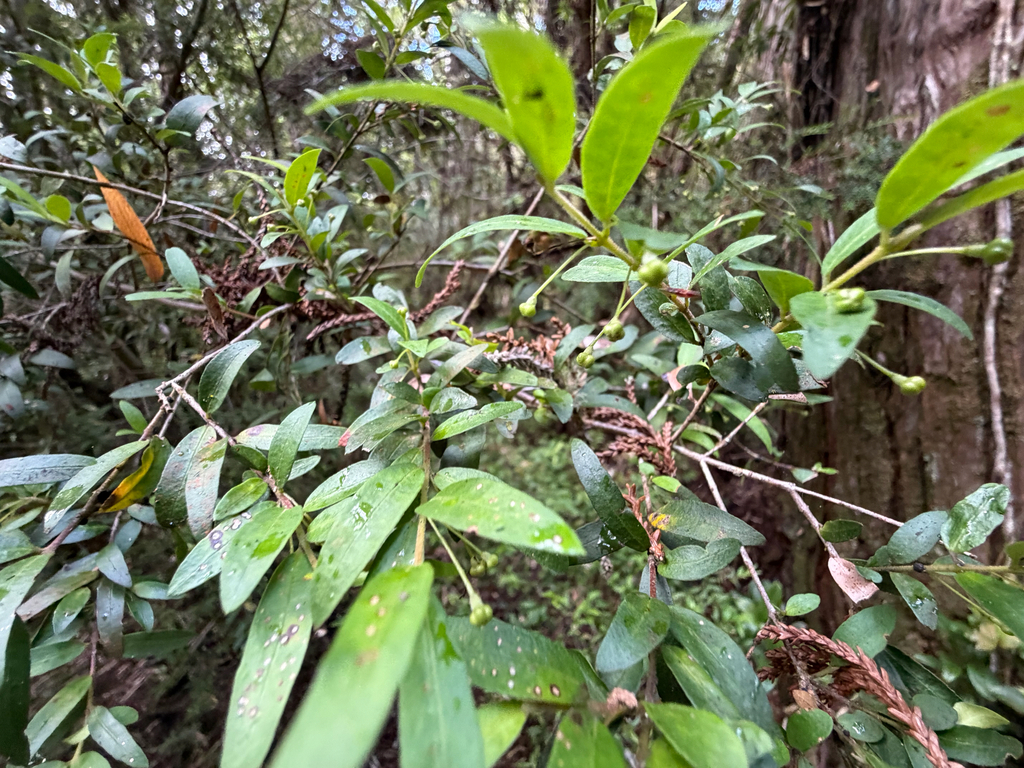 Myrceugenia parvifolia; photograph (c) Cody Hinchliff, some rights reserved (CC BY)