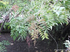 Sorbaria kirilowii