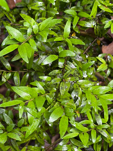 Myrceugenia parvifolia, photograph 5