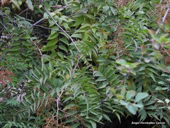 Sorbaria kirilowii