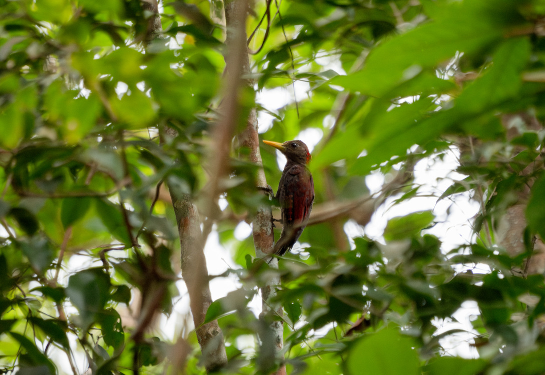 Maroon Woodpecker (Blythipicus rubiginosus), photo 1