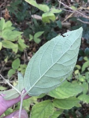 Callicarpa mollis, photograph author not stated, no rights reserved
