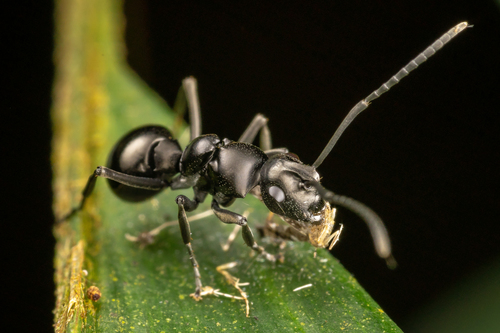 Polyrhachis scissaPolyrhachis scissa