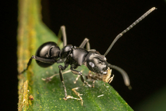 Polyrhachis scissa