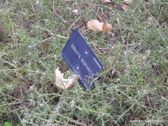 Genista hispanica hispanica