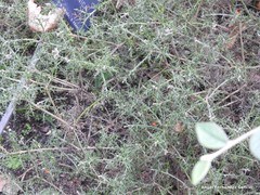Genista hispanica hispanica