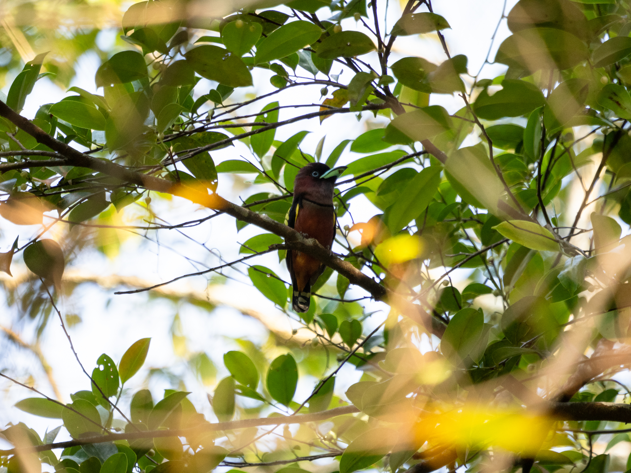 Banded Broadbill (Eurylaimus javanicus), photo 1