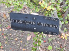 Cotoneaster splendens