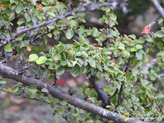 Cotoneaster splendens
