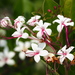 Scrambling Clerodendrum - Photo (c) 葉子, some rights reserved (CC BY-NC-ND), uploaded by 葉子