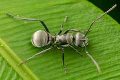 Polyrhachis saevissima