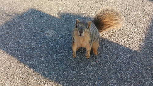 Eastern Fox Squirrel