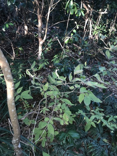 Callicarpa mollis, photograph 5