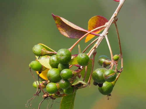 scrambling clerodendrum