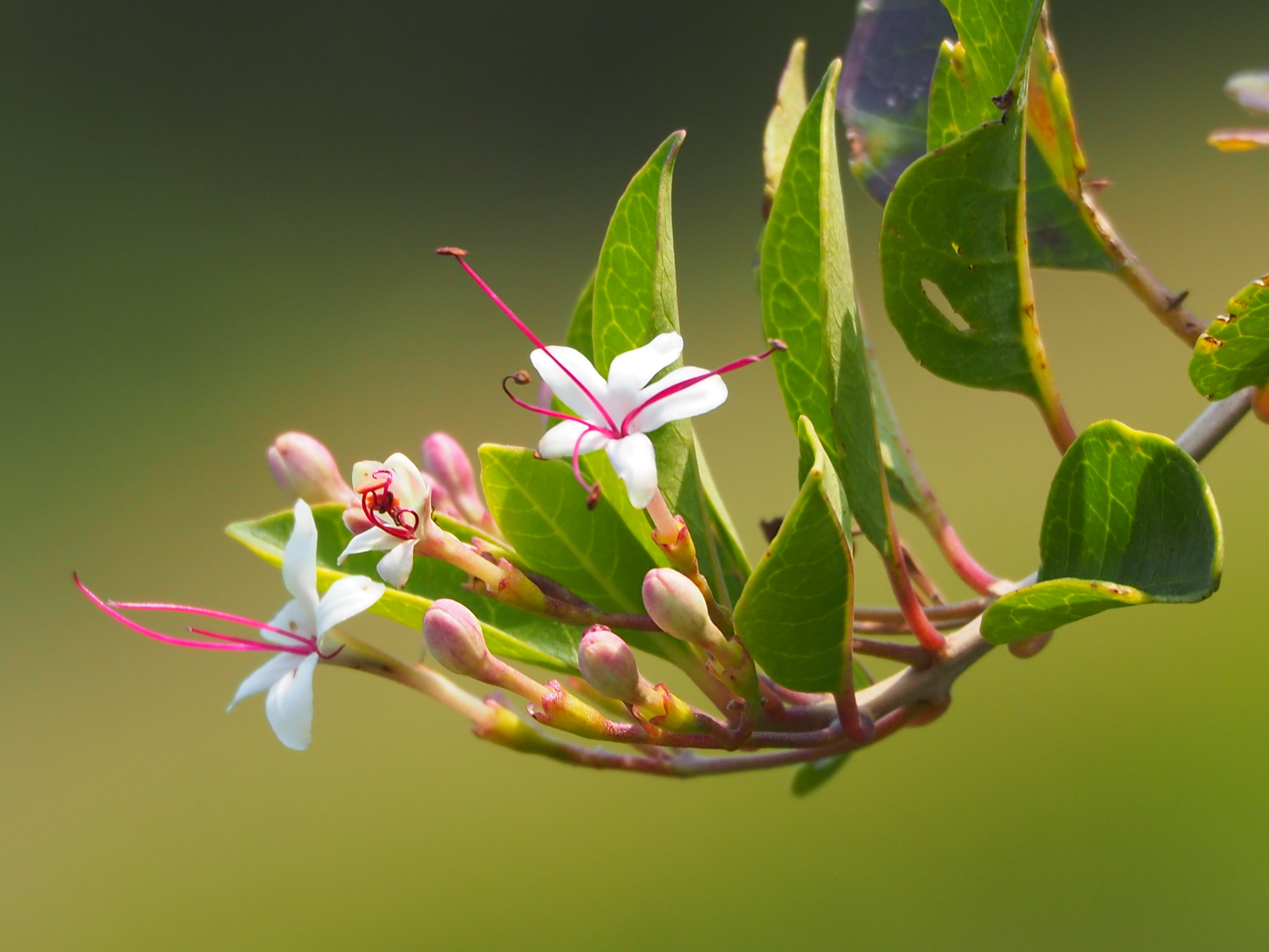 Volkameria inermis