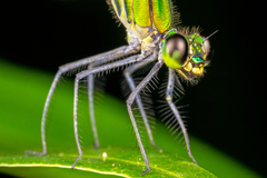 Vestalis nigrescens