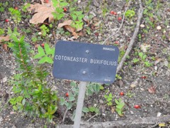 Cotoneaster buxifolius