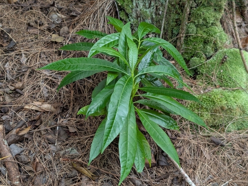 Alstonia macrophylla, photograph 6