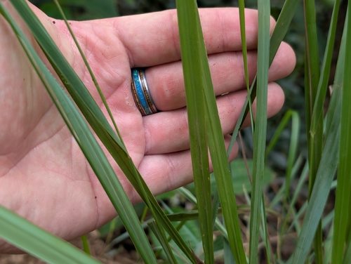 Paspalum scrobiculatum observed 2026-02-01