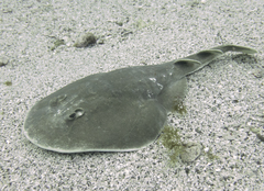 Cortez Numbfish photo 5