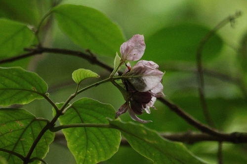Clerodendrum macrostegium, photograph 1