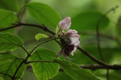 Clerodendrum macrostegium, photograph author not stated, no rights reserved