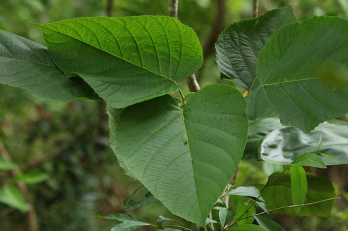 Clerodendrum macrostegium, photograph 2