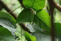 Clerodendrum macrostegium, photograph author not stated, no rights reserved