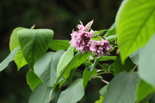 Velvetleaf glorybower (Clerodendrum macrostegium)