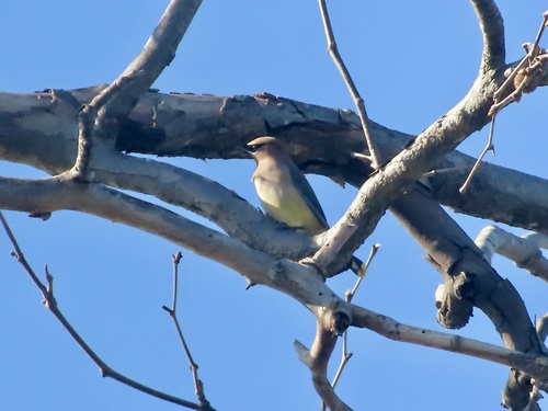 iNaturalist observation photo of Cedar Waxwing