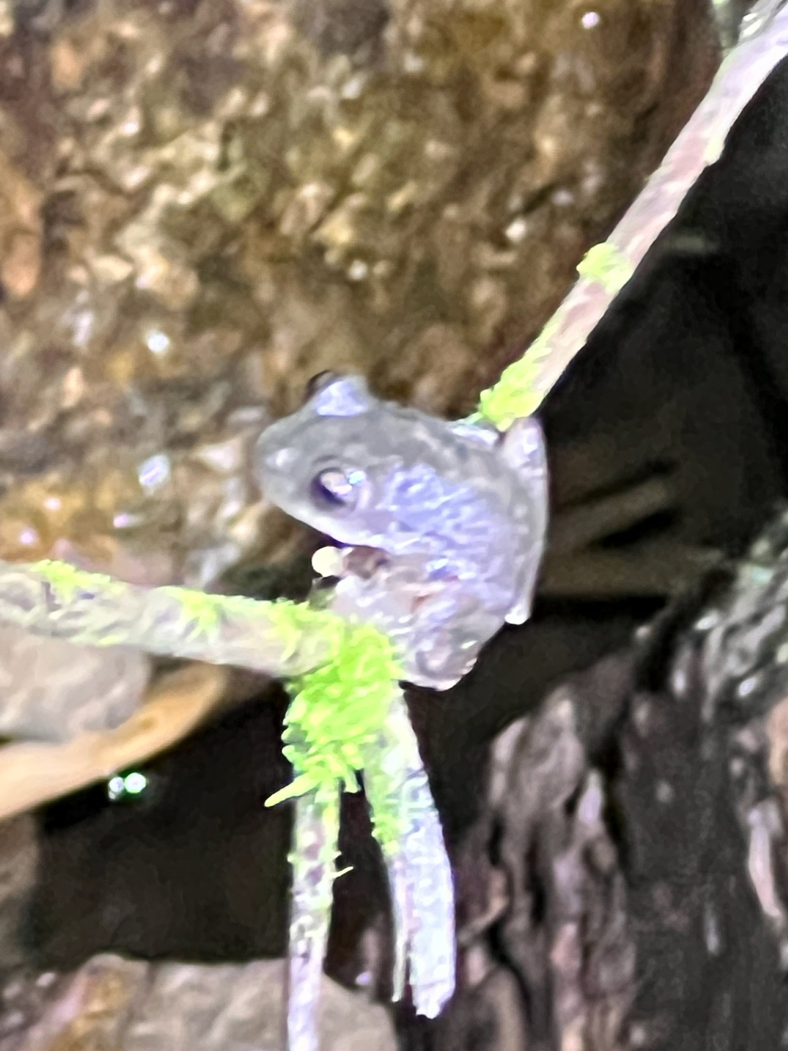 Copan Stream Frog, Ptychohyla hypomykter